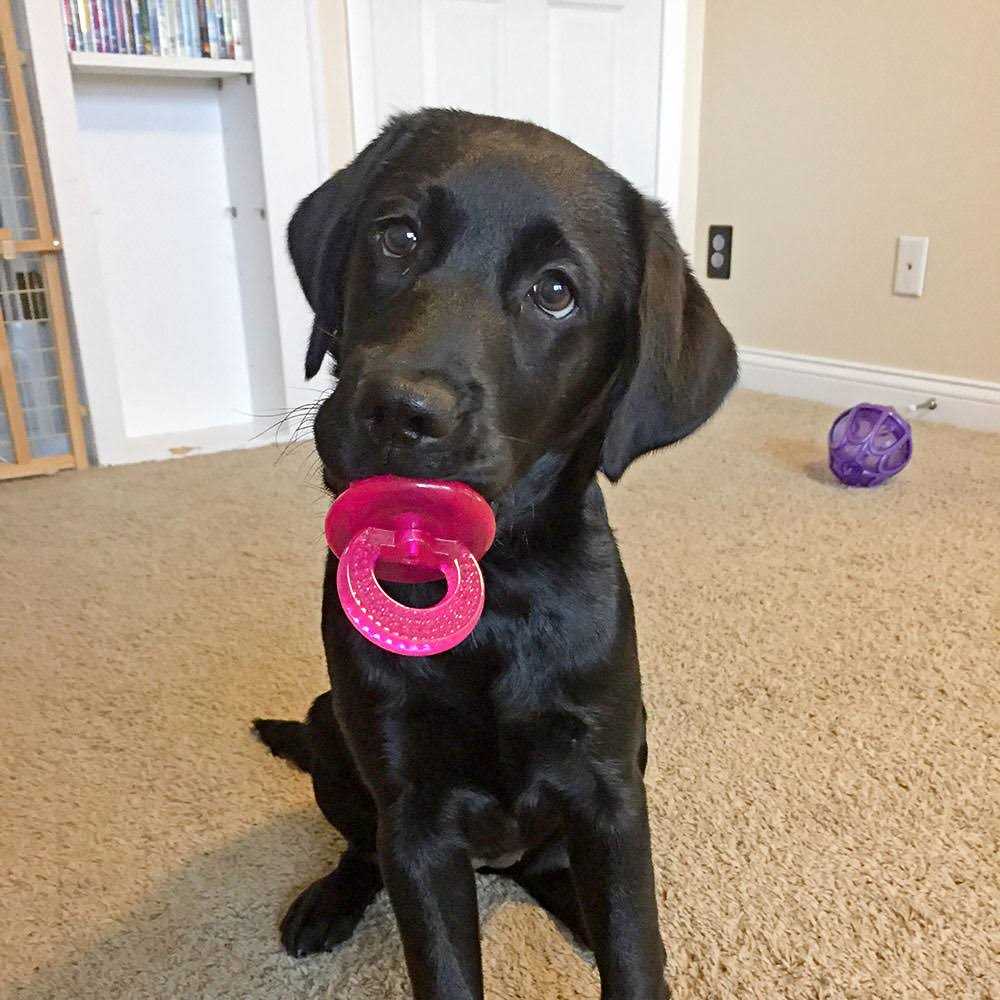 Paci Chew C5499