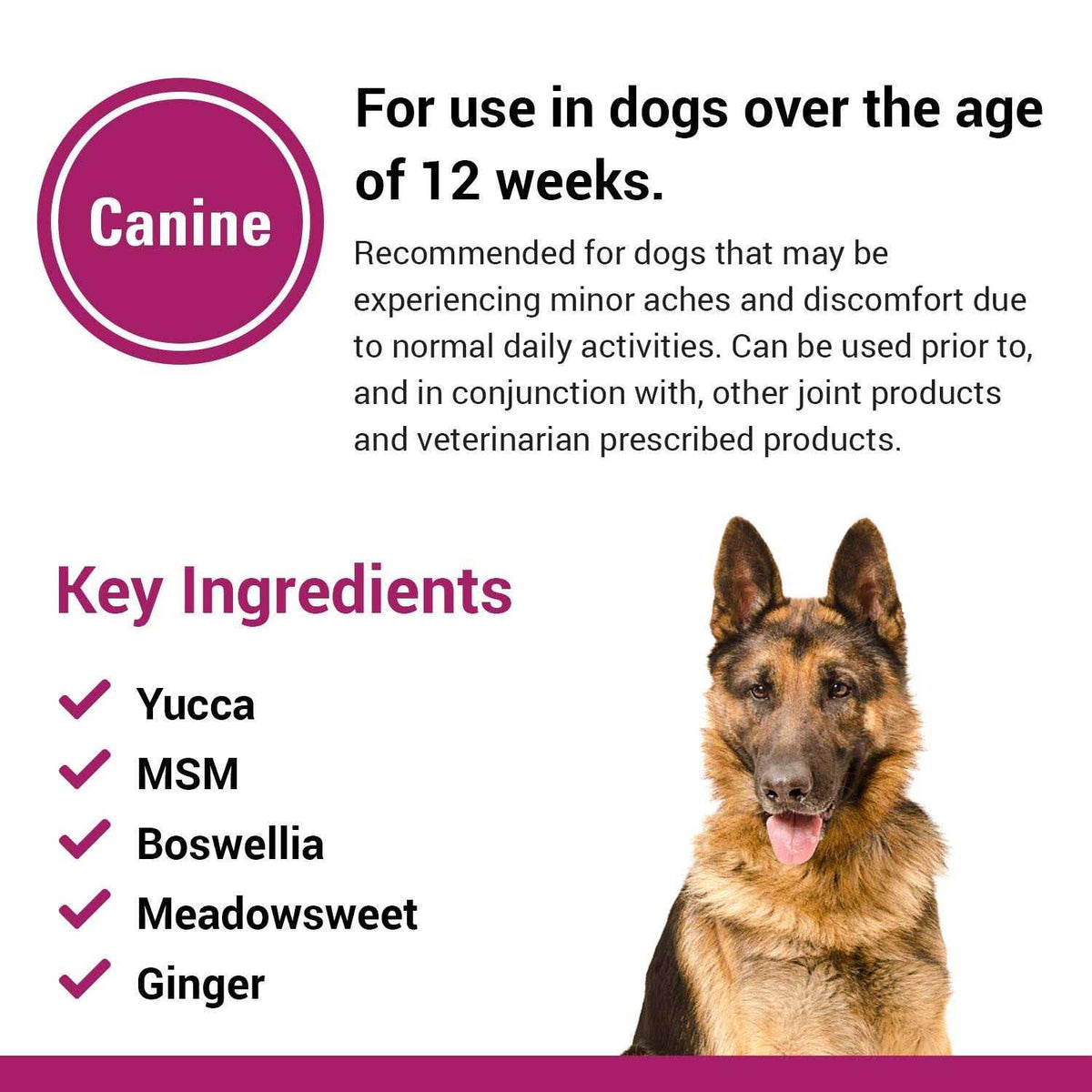 Pain Plus for Dogs D504