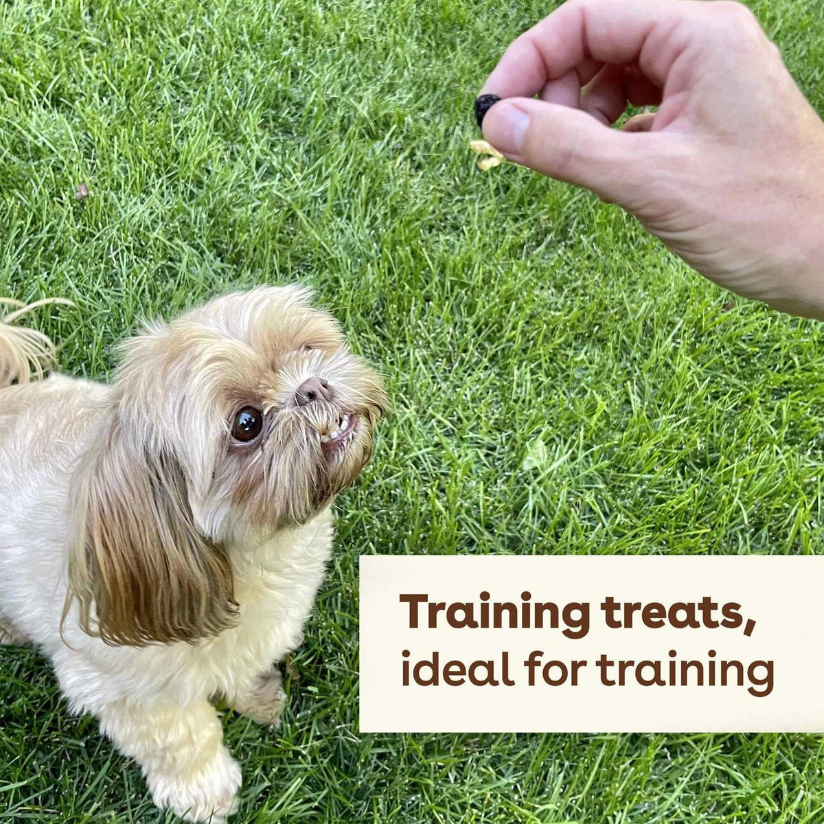 Freeze Dried Dog Training Treats P1509